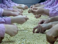 5 bin 611 ton fındık ihraç edildi