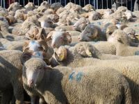 Hayvan başına 2 bin TL destek