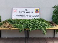 Fındık bahçesinin içinde 262 kök kenevir ele geçirildi