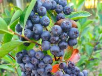 Düzce’de üretimi her geçen yıl artıyor