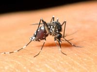 Sağlık Müdürlüğünden Batı Nil Virüs uyarısı