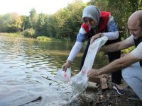 Göl ve Göletlere 35 Bin Sazan Bırakıldı