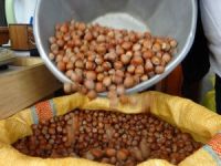 Düzce’de 15 bin 288 ton ihraç edildi