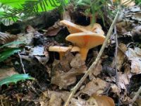 Yağışlarla birlikte doğada artan mantara dikkat