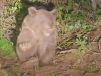 Dikenli tellerde mahsur kalan ayı kurtarıldı