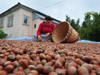 Fındık İhraç Rakamları Geçen Yılın Gerisinde Kaldı