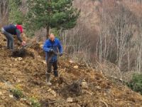 Kestane üretimi arttırılacak