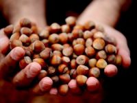 Düzce'den iki ayda bin 837 ton fındık ihraç edildi