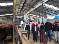 Düzce’de kadın yetiştiriciye etçi ırk düve desteği