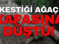 Kestiği ağaç üstüne düştü yaralandı