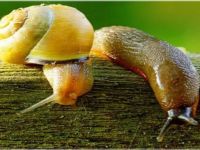 Salyangoz ve sümüklü böcek uyarısı