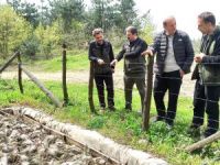 Çam Kese böceğiyle mücadele başladı