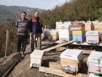 Düzce’de 4 köyde arılı kovan sayımı yapıldı