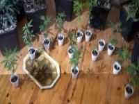 Evini Kenevir Tarlasına Çevirdi