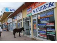 Fatsalı Esnaflara Davetsiz Misafir
