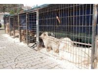 Sokak Hayvanları Kısırlaştırıldı