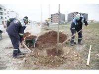 Ihlamurkent Ihlamur Ağacı İle Tanıştı