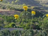 Tüllüşah’lar İçin Koruma Çalışmaları Başlatıldı