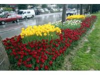 Aydın Baharı Laleler İle Karşılıyor