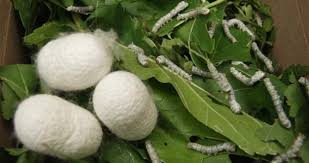 1-20181215013814.jpg 1-20181215013814.jpg