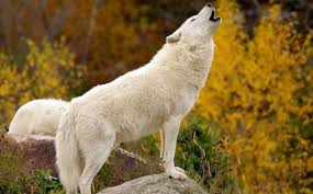 1-20190114001515.jpg 1-20190114001515.jpg