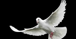 1-20190201194037.jpg 1-20190201194037.jpg