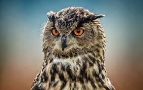 2-20190201194037.jpg 2-20190201194037.jpg