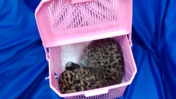 2-20190203224351.jpg 2-20190203224351.jpg