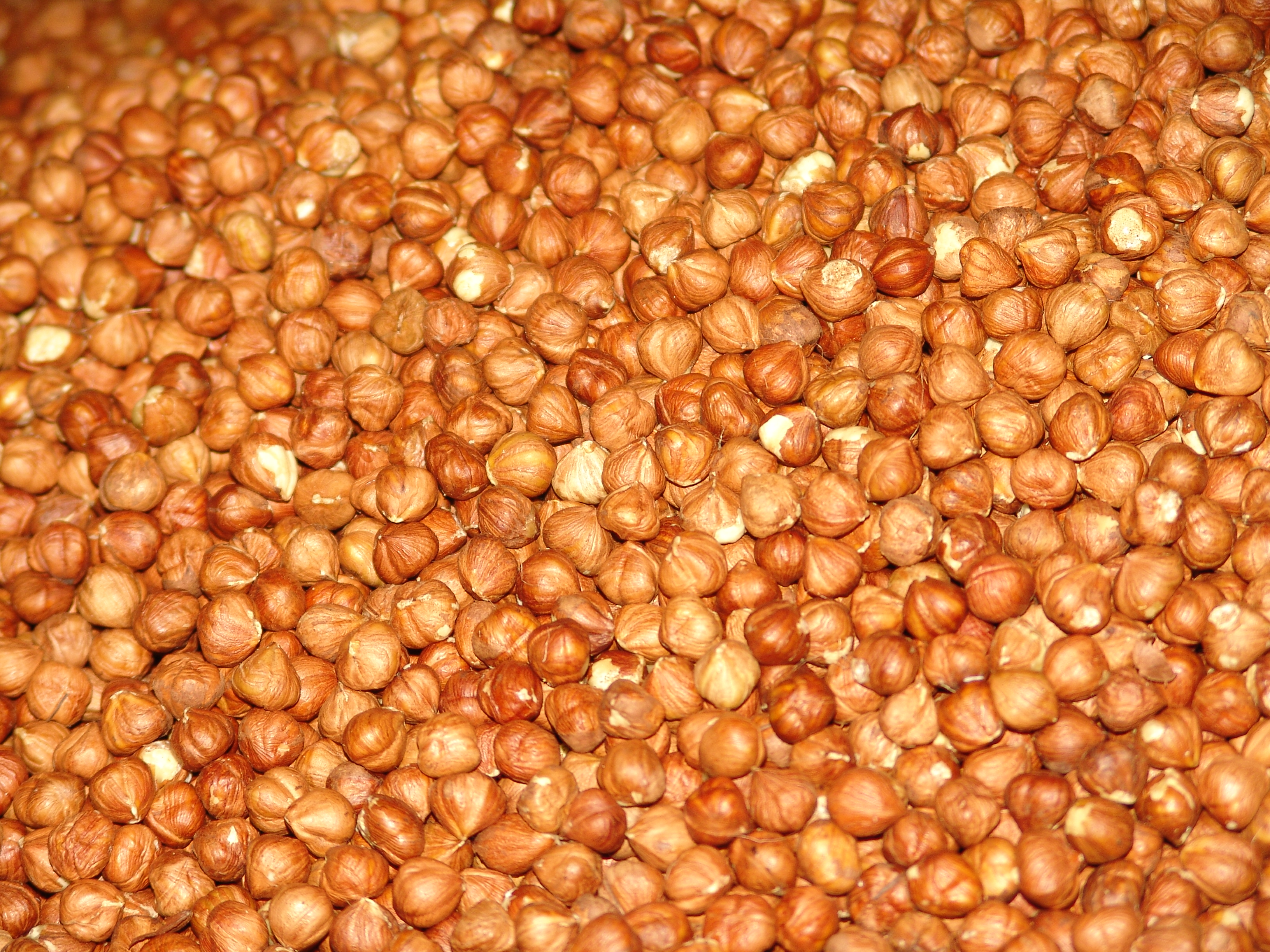 findik.jpg findik.jpg