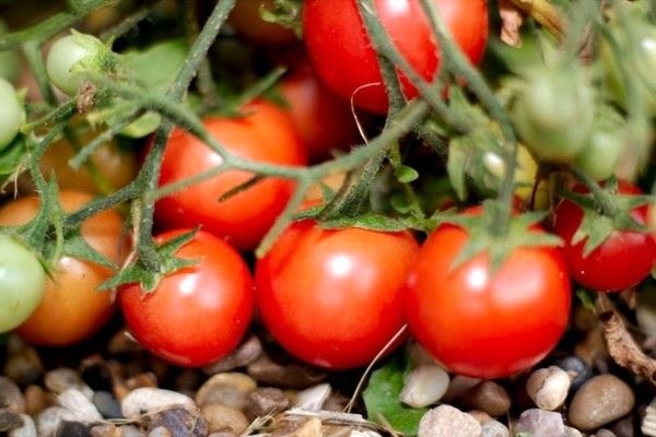 g2-195.jpg g2-195.jpg