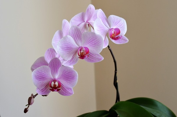 orkide1.jpg